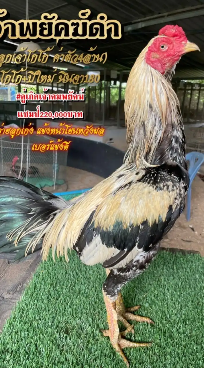 สิงห์บูรพา ระยองฟาร์ม