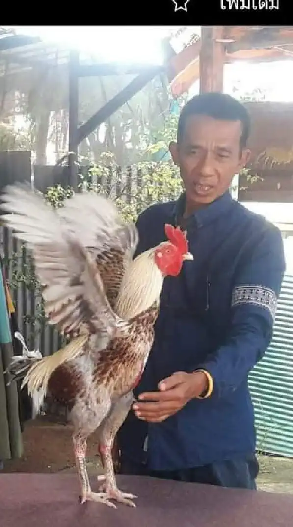 ต้นสายเจ้าโด้(พระจันทร์เสี้ยว)