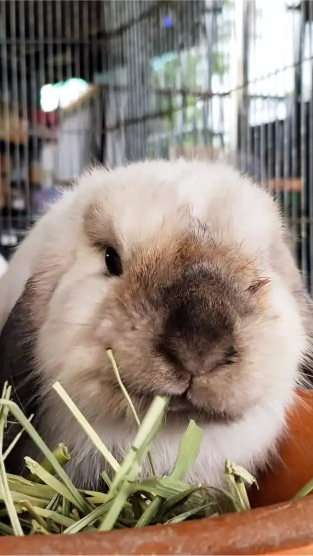 Rabbit Angel Farm