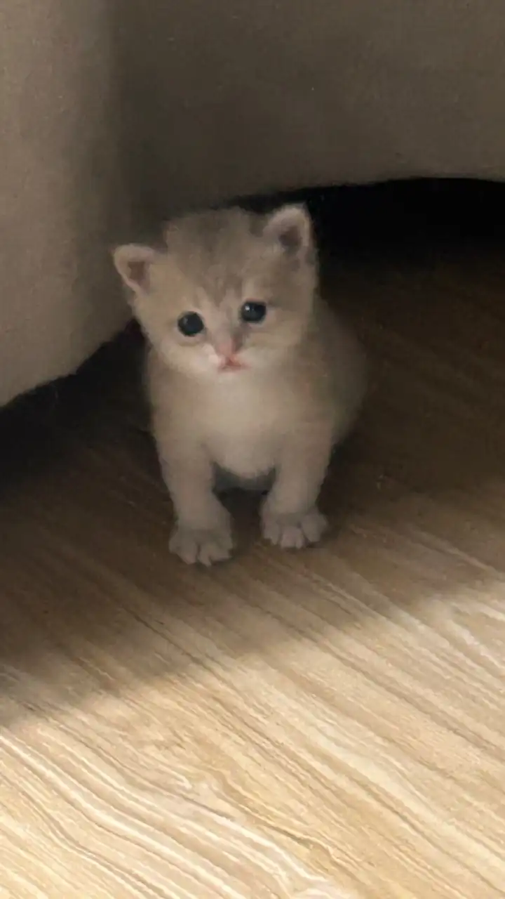 บ้านจุนยาย Halmoni_with_cat