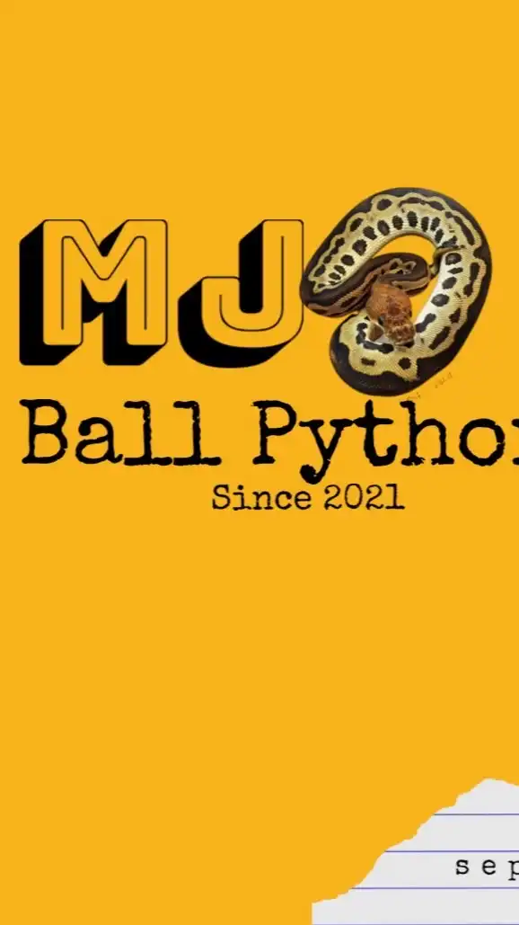 MJ ballpython