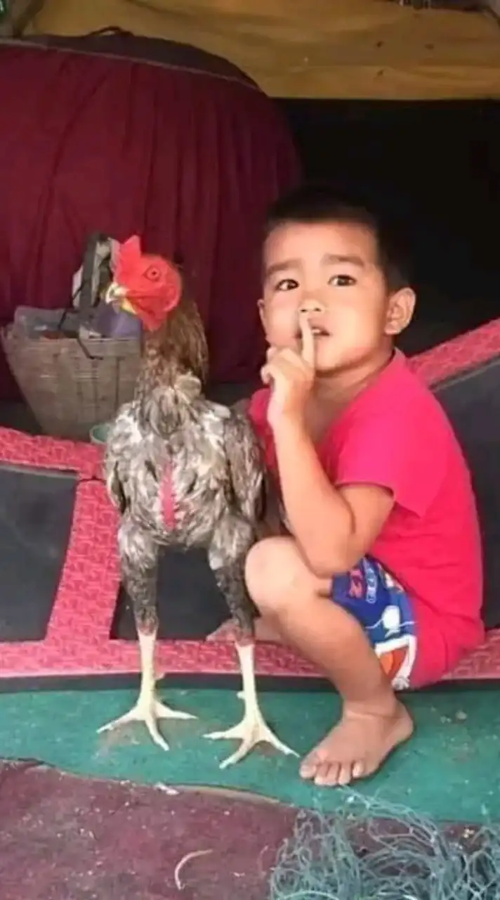 แบ่งปันสายพันธุ์ไก่ชนจังหวัดสุโขทัยและใกล้เคียง