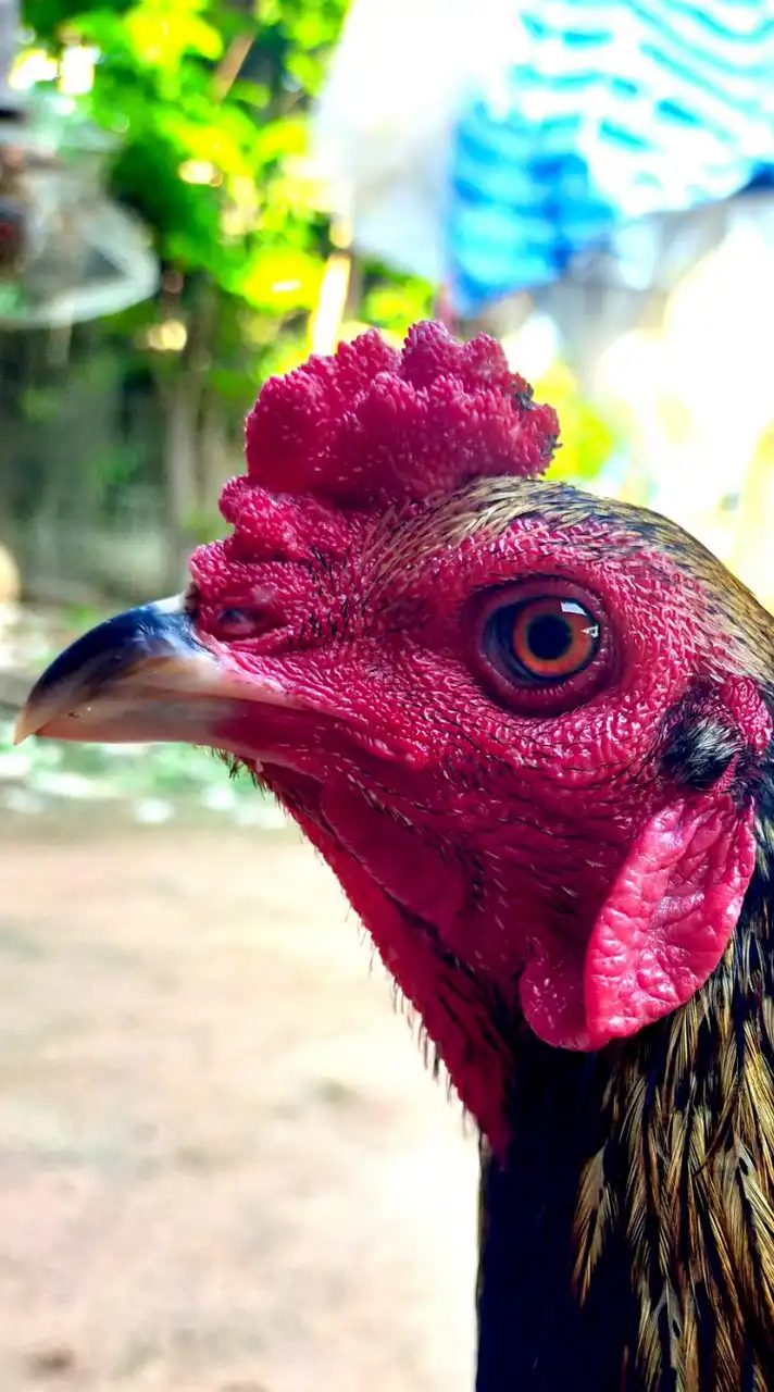 พจน์🐓แบ่งไก่หนุ่ม ไก่คัดผ่าน