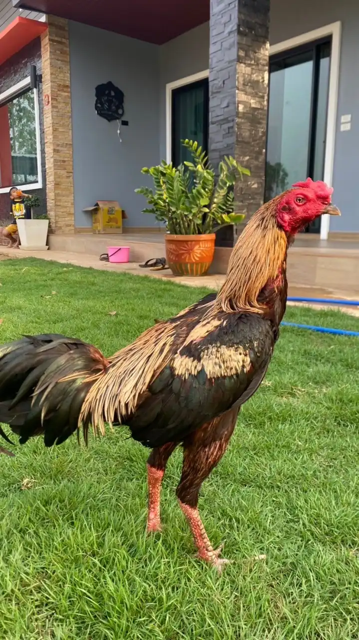 ซุ้มส.เติมทรัพย์🐓🐓🥰🥰
