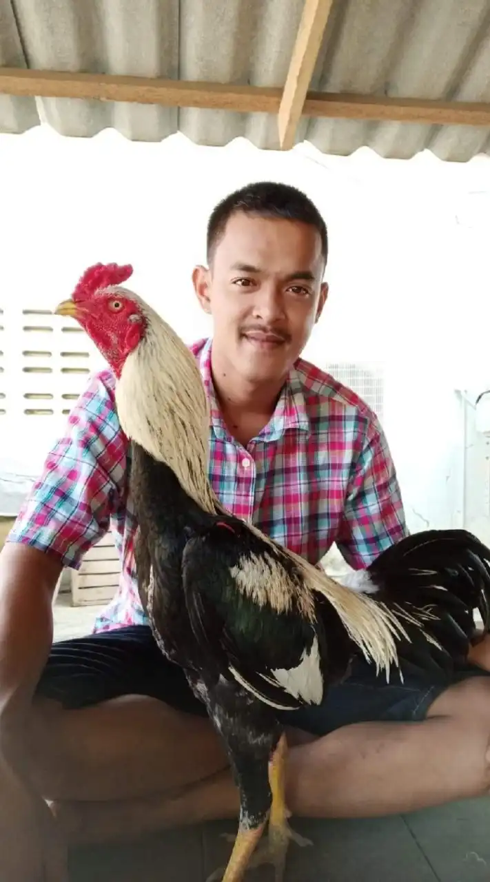 ซุ้ม ส.สายทองเพชรบุรี-ไก่ชนVIP