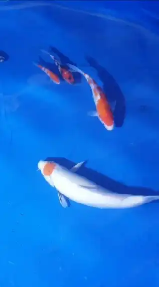 Good Koi House