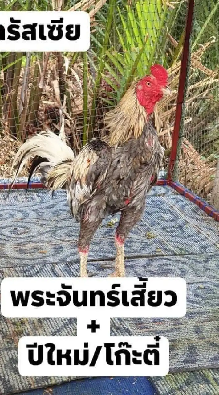 ซุ้ม ส.สกลใหม่ ใหม่ชลบุรี