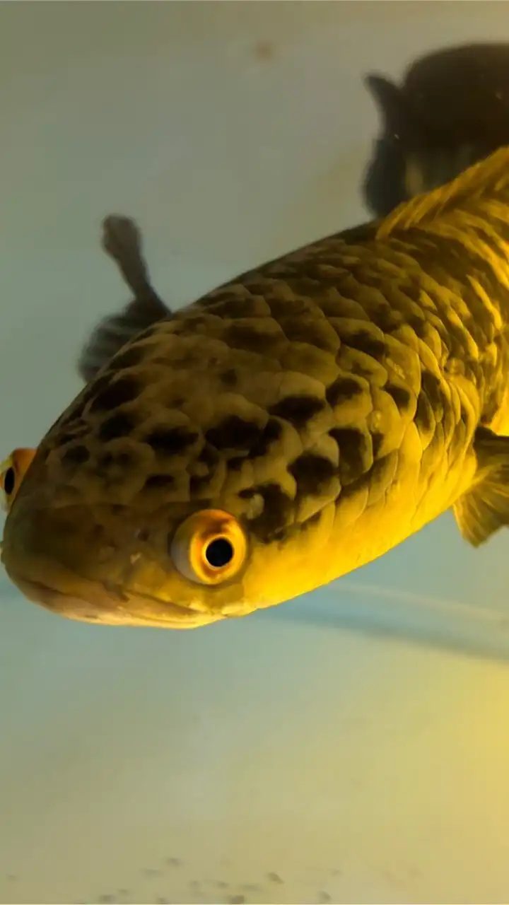 ปลาช่อนสวยงามราคาถูก 🐟
