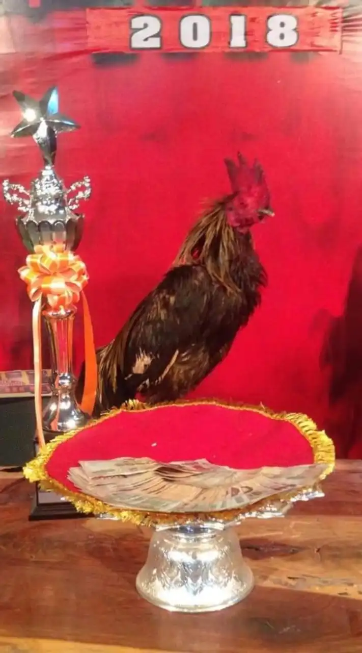 คนรักไก่ชน