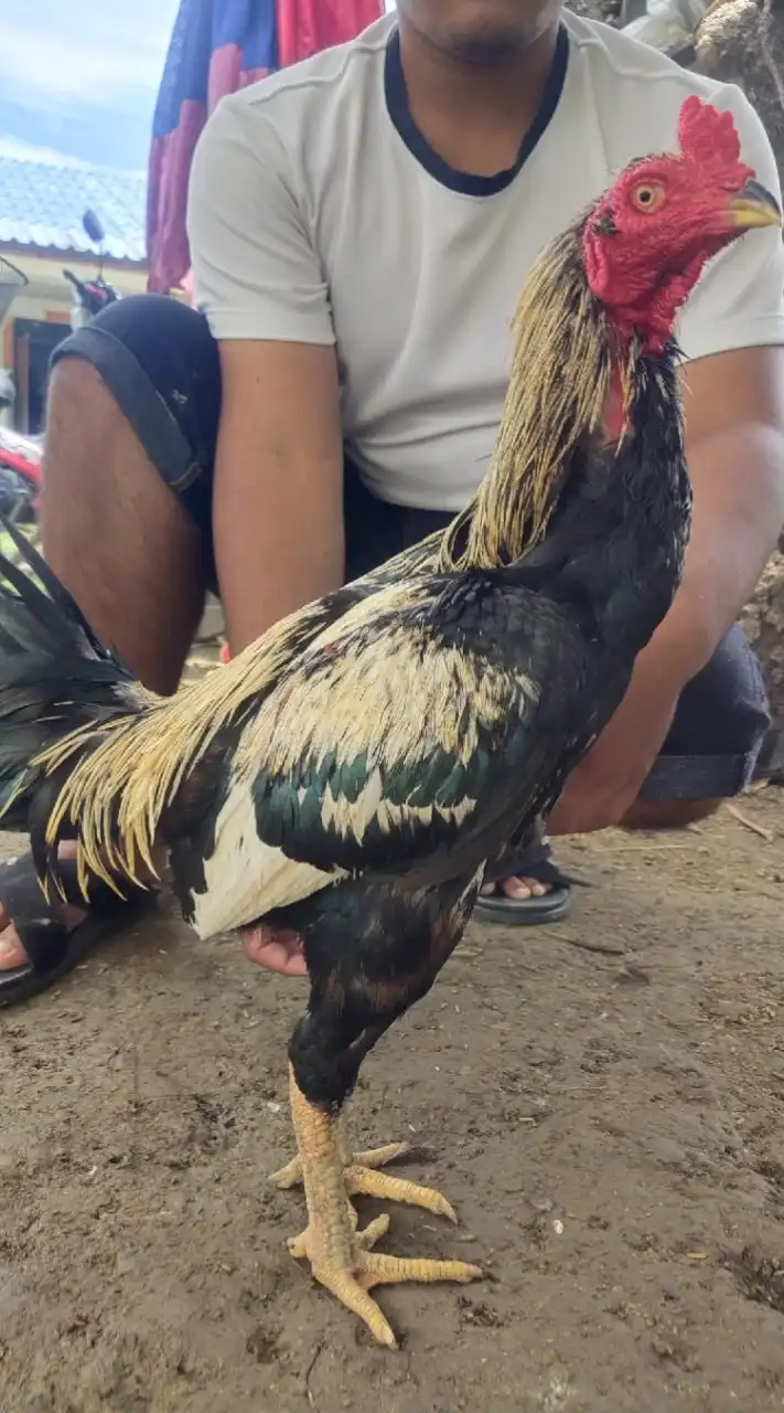 ตลาดซื้อ-ขายไก่ชนในนครปฐม