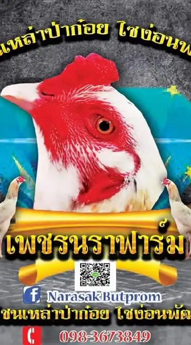 ซุ้ม💎เพชรนราฟาร์ม๔💎 ไก่ชนเหล่าป่าก๋อยไซง่อนพัฒนา