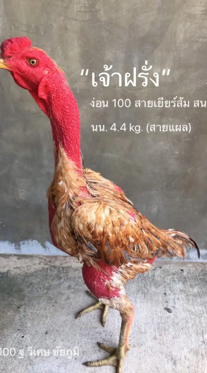 MALA U FARM (สายพม่าง่อนตีสายแผล)