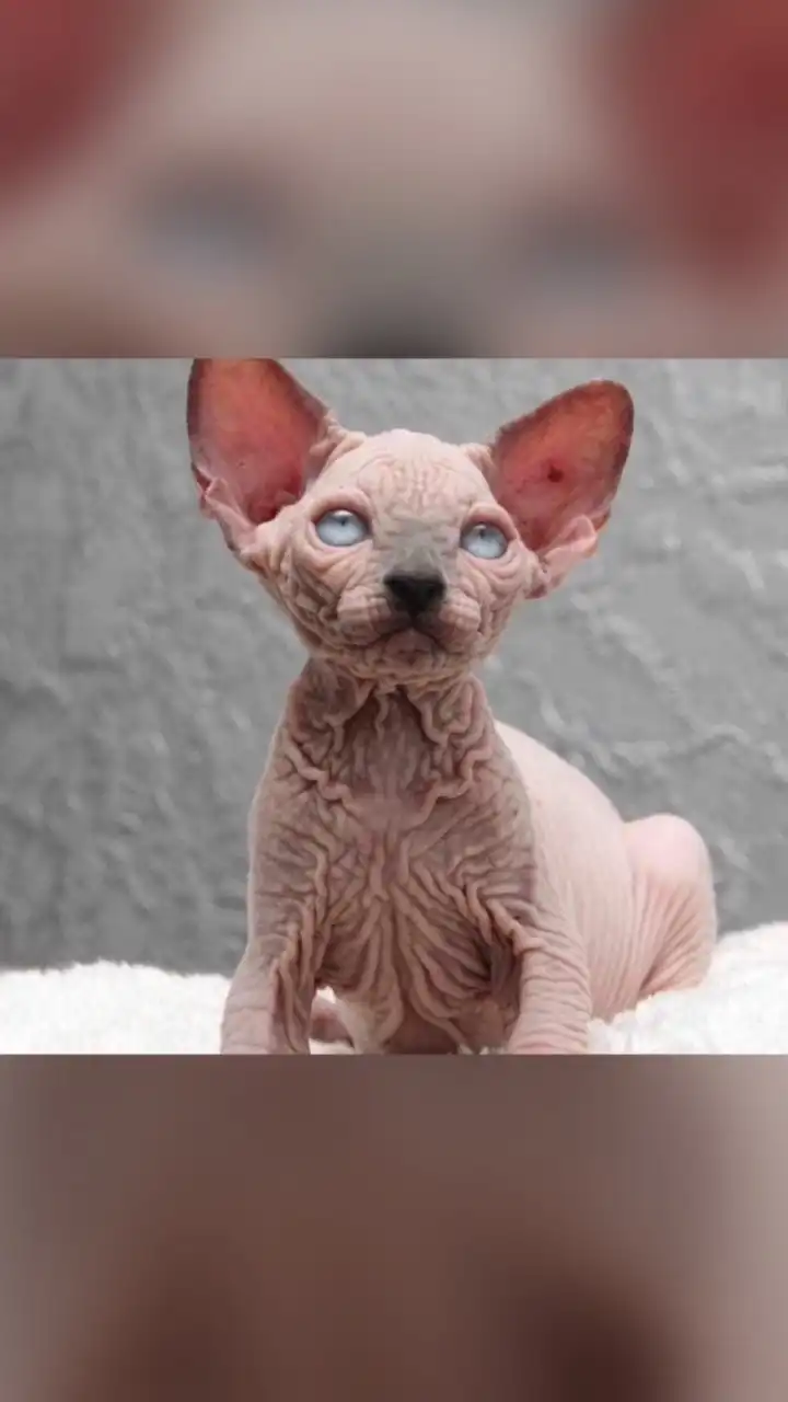 Sphynx Cat Thailand ซื้อ-ขาย โชว์แมวทุกสายพันธุ์