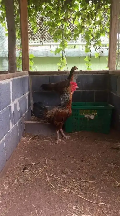ไก่ชนพันธมิตร