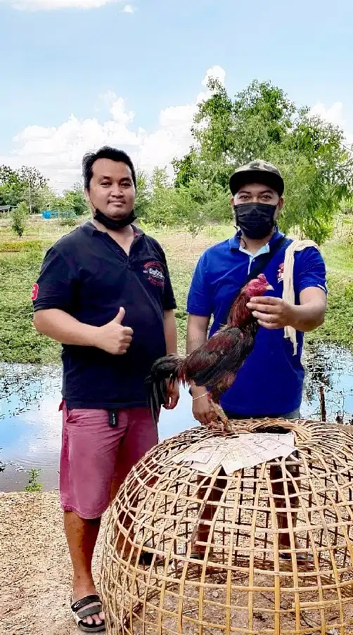 ซุ้มไก่ชน​ ป.จักพรรดิ์(แหล่งรวมไก่พม่าแข้งลึก)​