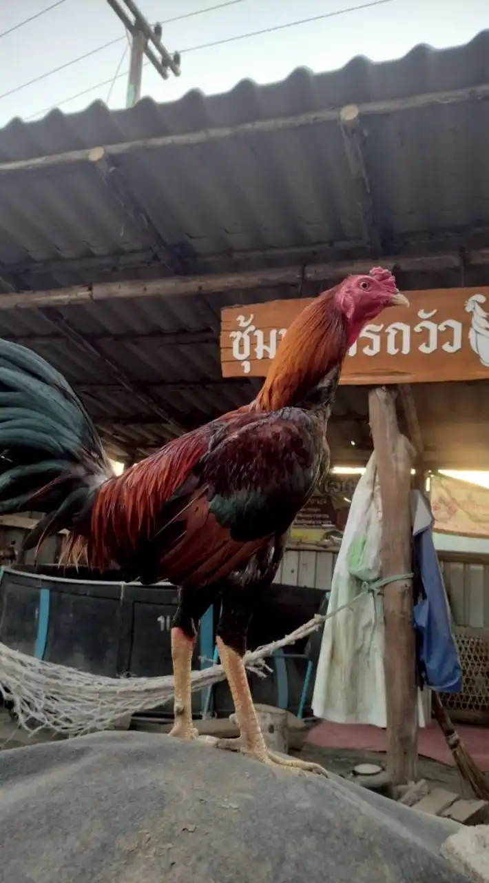 ซุ้มไก่ชน หนุ่มรถวัว พม่าแม่สะเรียง