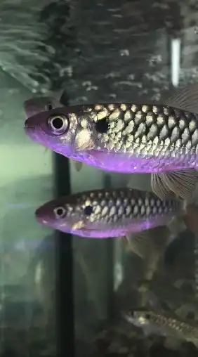 🐠ปลาสวยงามภาคเหนือ🐟