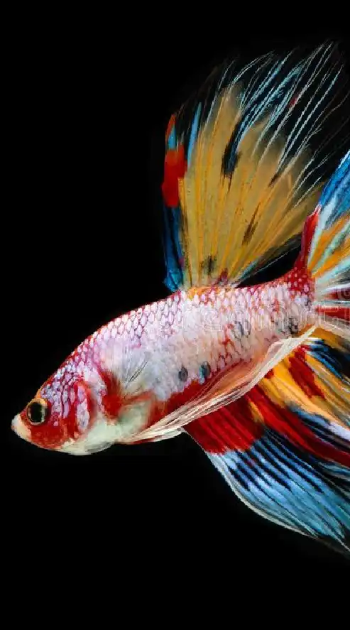 A-Betta : ประมูลปลากัดเกรด A
