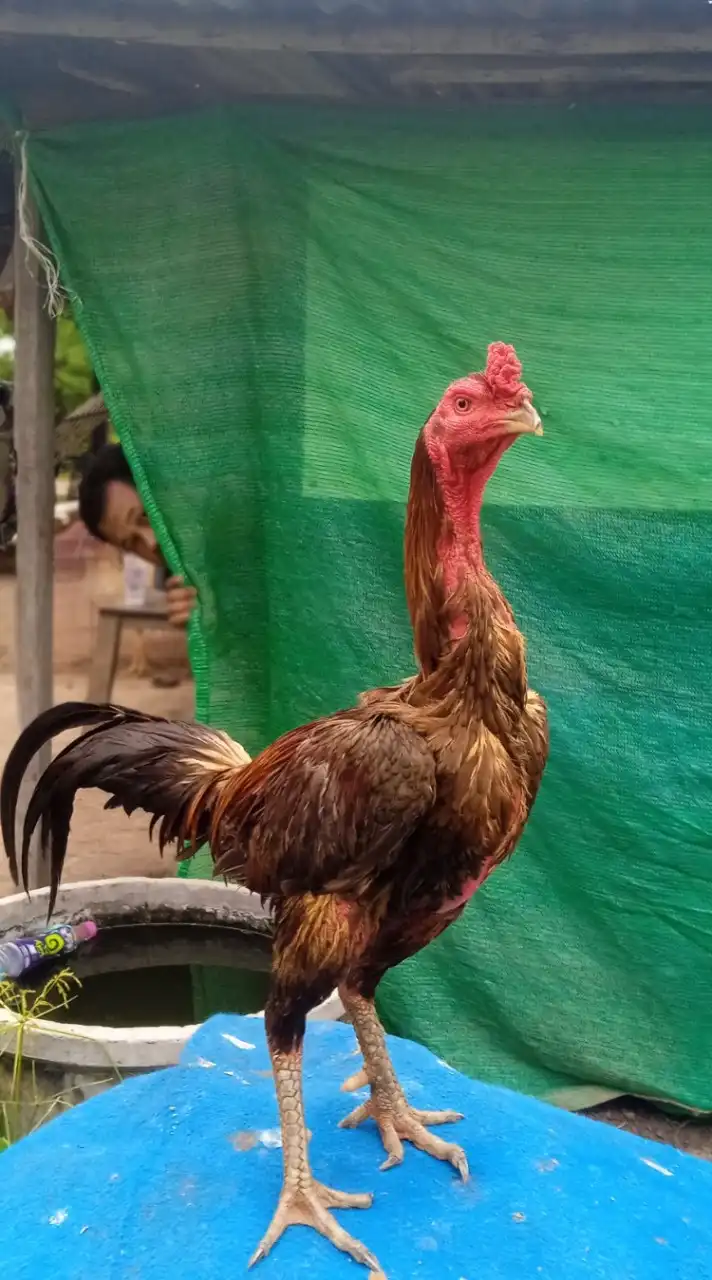 ซุ้มไก่ชน ช.ขวัญชัยฟาร์ม