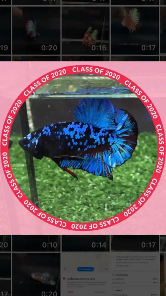 Lukkaew Betta & Guppy Farm