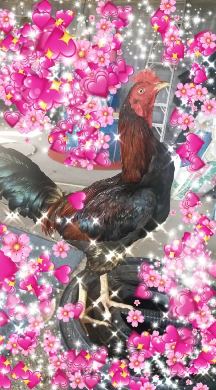 กลุ่มซื้อขายไก่ชนไม่จำกัดการลงขาย ไม่มีบล็อค