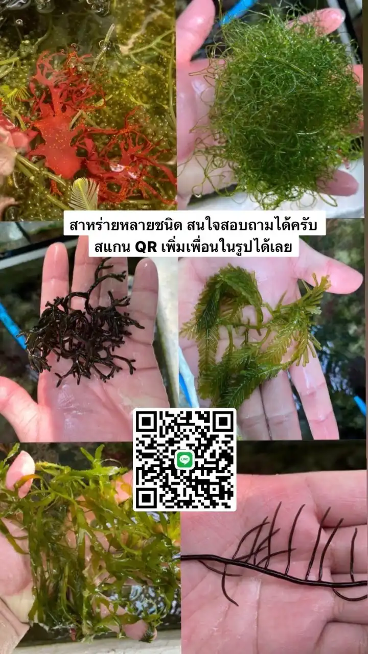 Seaweed&Stuff Shop