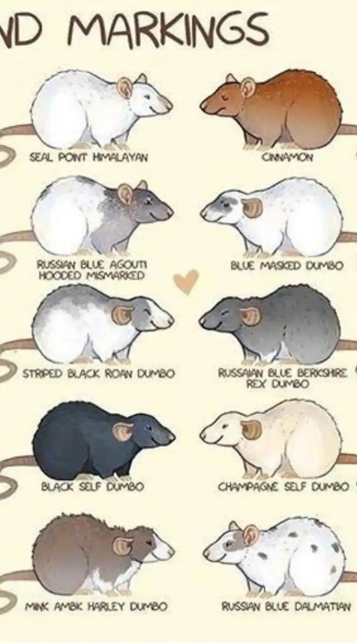 ซื้อ-ขาย แจก • Dumbo Rat, Mice Rat, หนูเหยื่อ • อาหาร งู