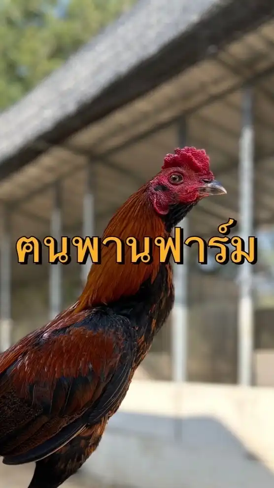 ฅนพานฟาร์ม@เชียงราย