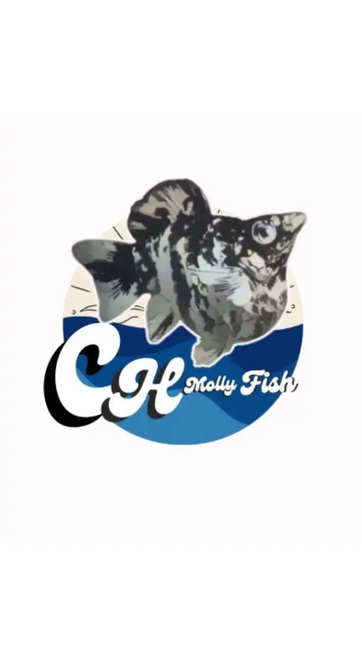 CH Molly Fish (พูดคุย - ข่าวสาร)