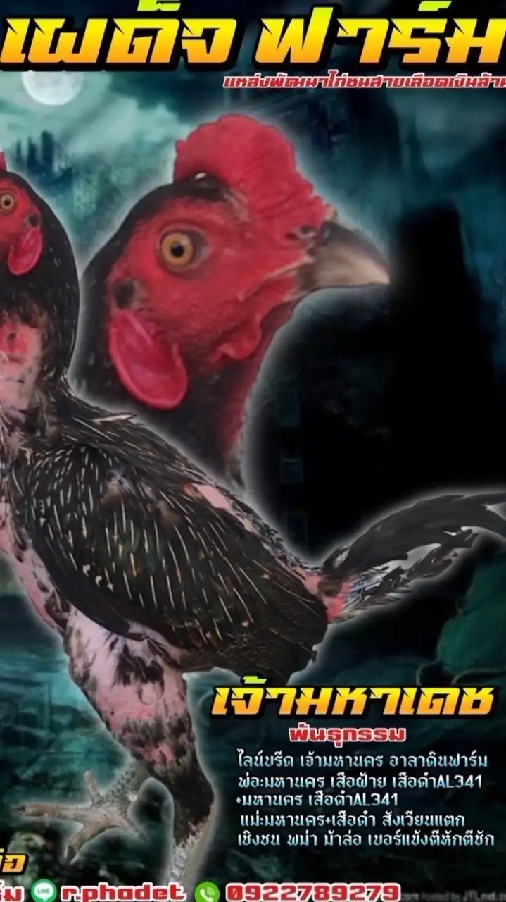 เผด็จ ฟาร์ม แหล่งพัฒนาต่อยอด ไก่ชน พม่า สายเลือดดีๆ