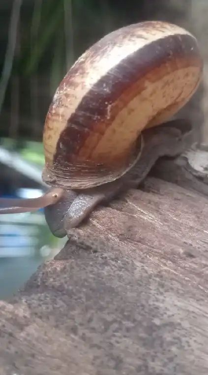 🐌🐌คนเลี้ยงหอยหอม🐌🐌