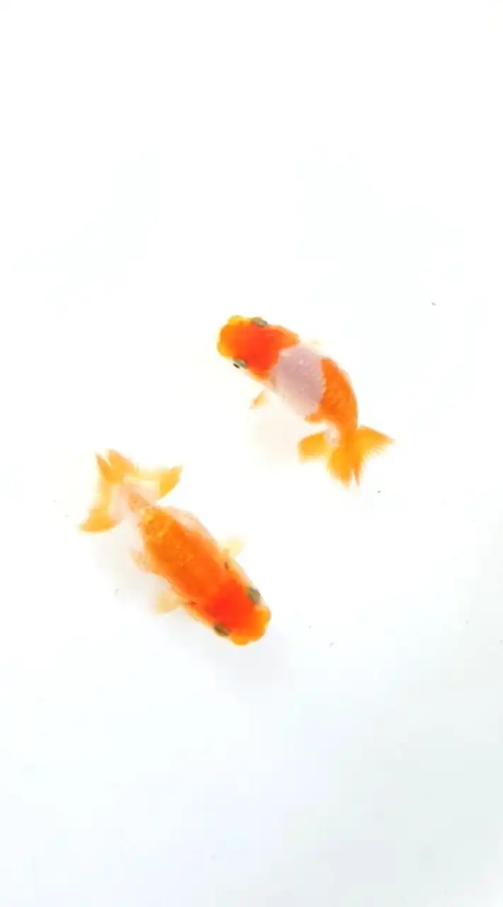 ปลารันชู TOP VIEW RANCHU