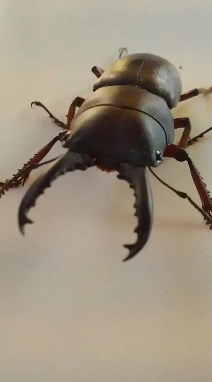 We love beetle