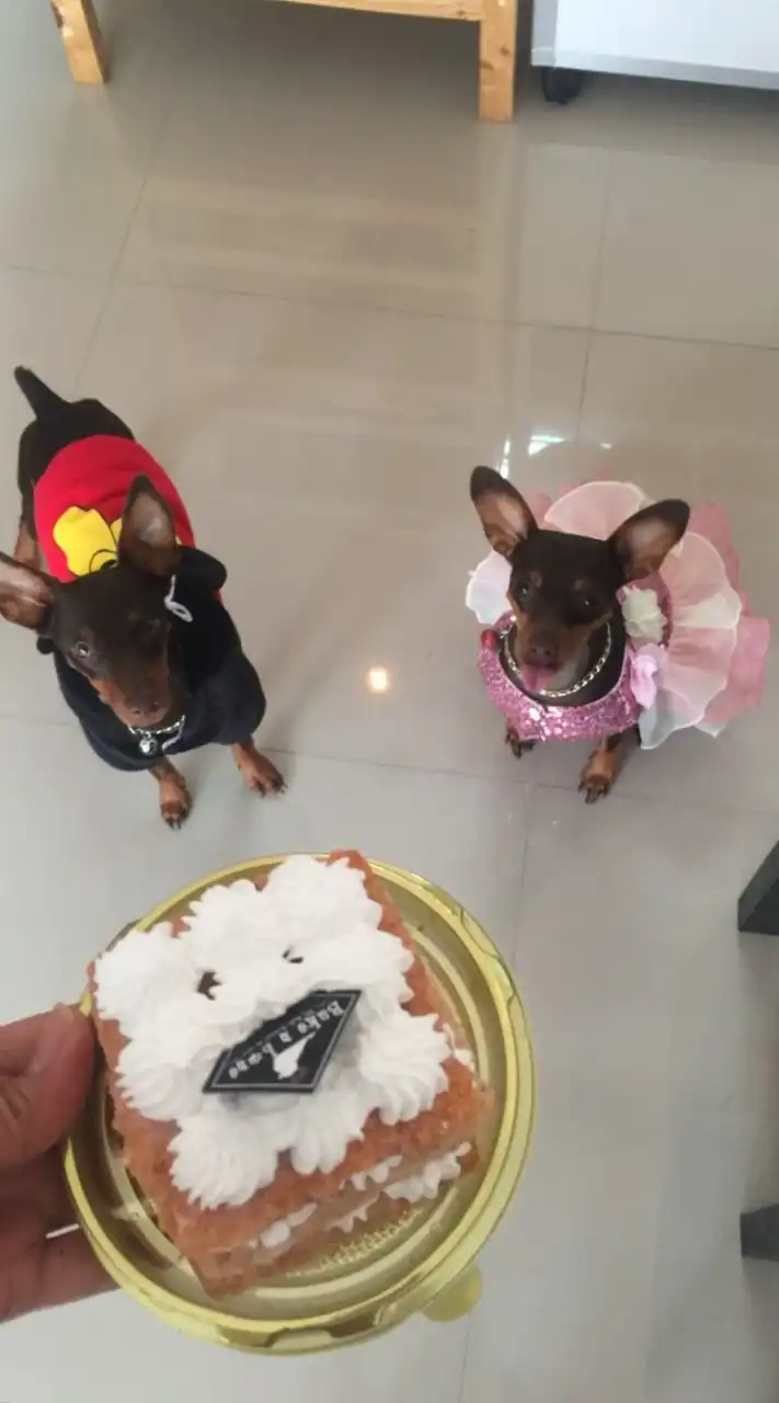 Chihuahua Club TH