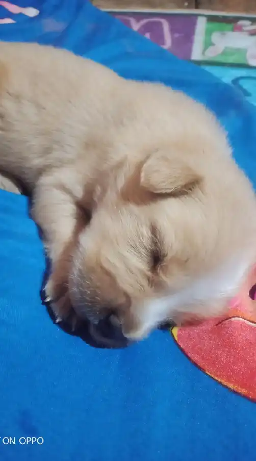 🐕หมาไทยพันธุ์ทาง