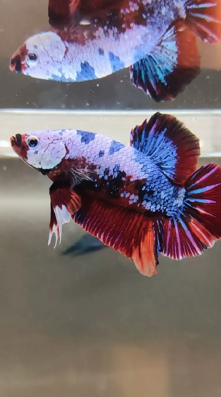 MAMAHOT BETTA