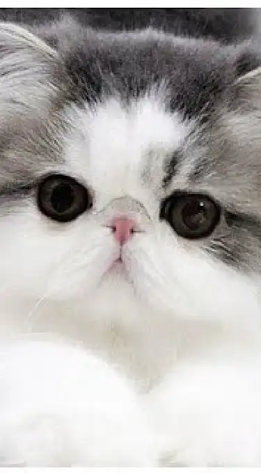 แชร์​ภาพ น้องแมว น่ารัก cute cat picture share