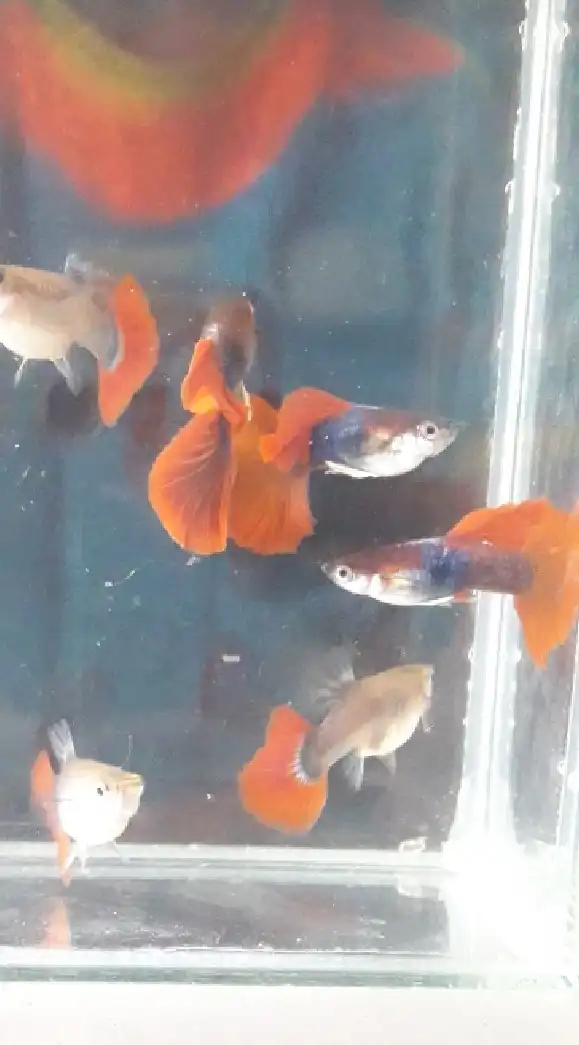 Siam Aqua ปลาหางนกยูง กุ้งสวยงาม ปลากัด