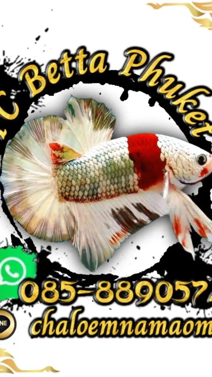 YC BETTA Phuket