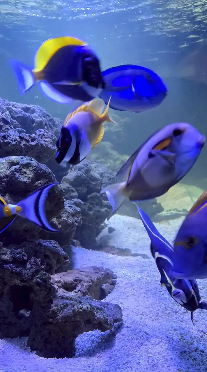 Pt Sea Fish พีทีปลาทะเล