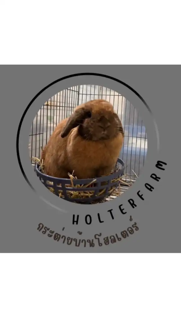 กระต่ายบ้านโฮลเตอร์🐰