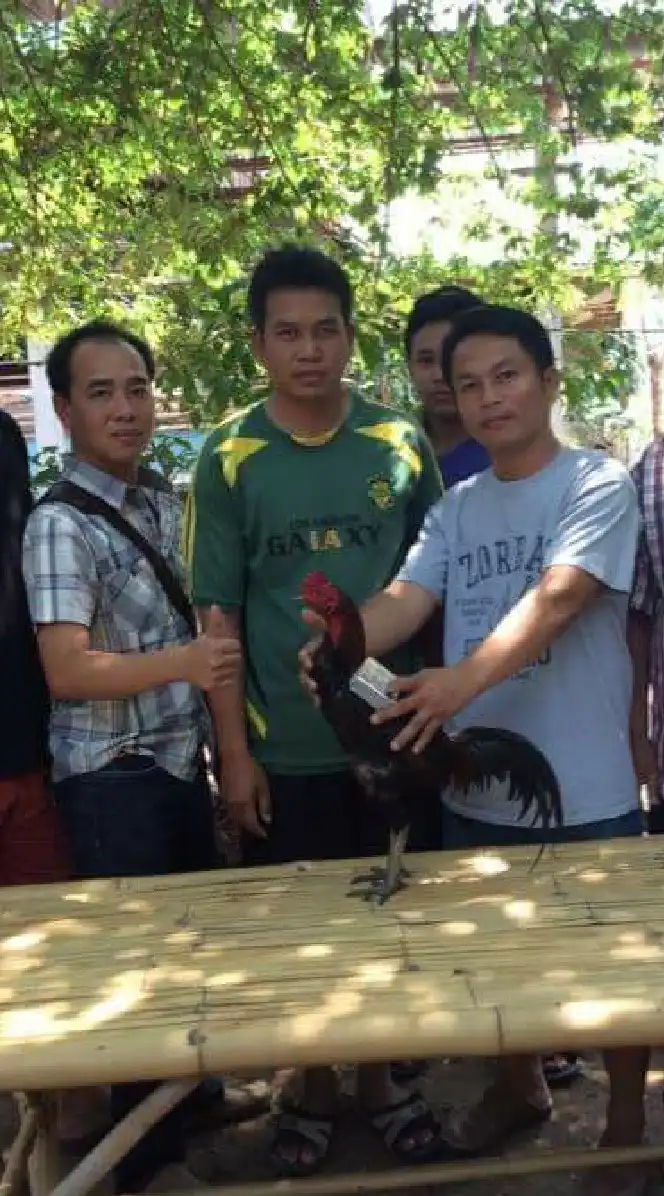ไก่ชนสายเลือดเจ้าขุมทรัพย์
