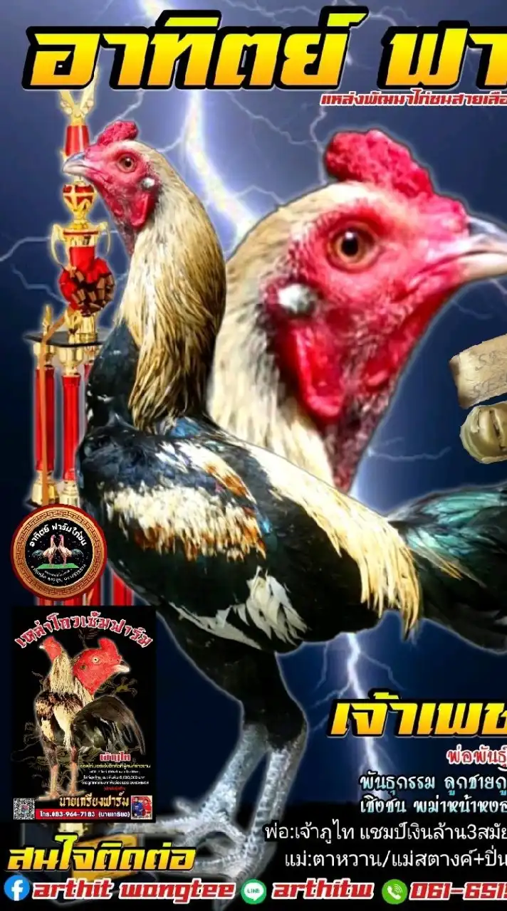 ซุ้มอาทิตย์ฟาร์มไก่ชน มวกเหล็ก