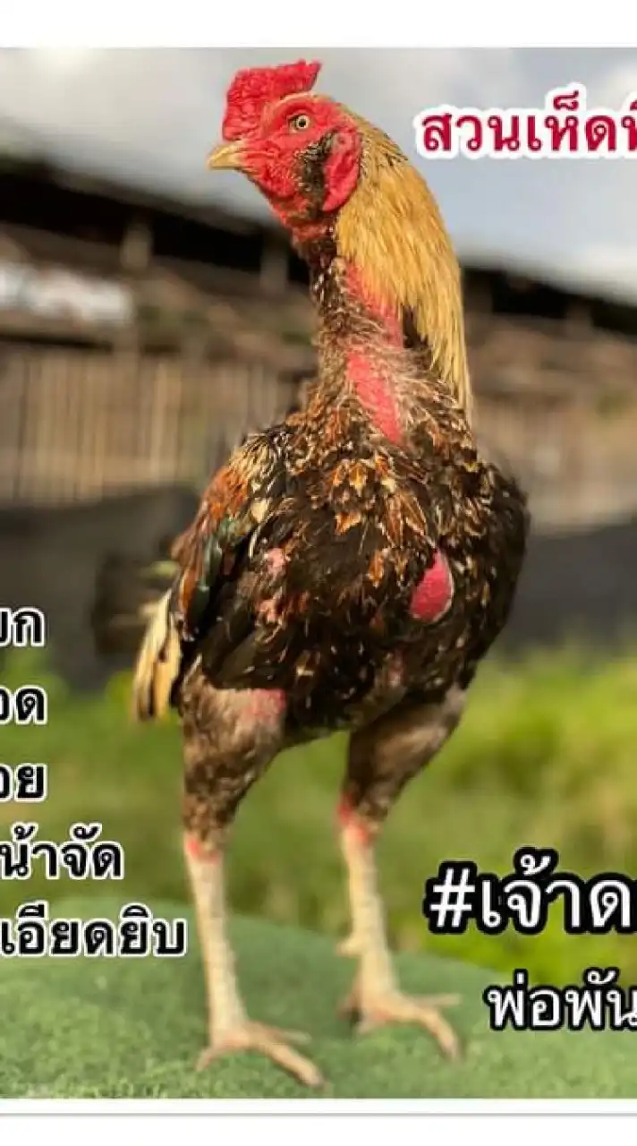 #เจ้าดอกไม้