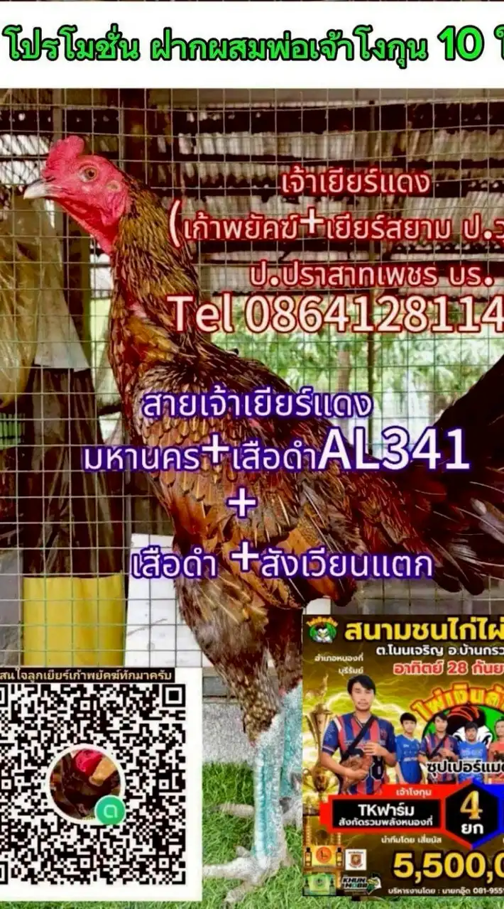 ป.ปราสาทเพชร บุรีรัมย์ Line ID;yotrakarn/0864128114