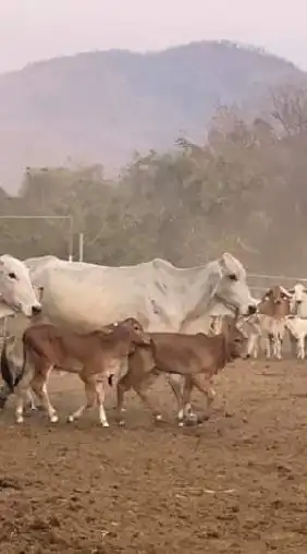 เพื่อนวัว