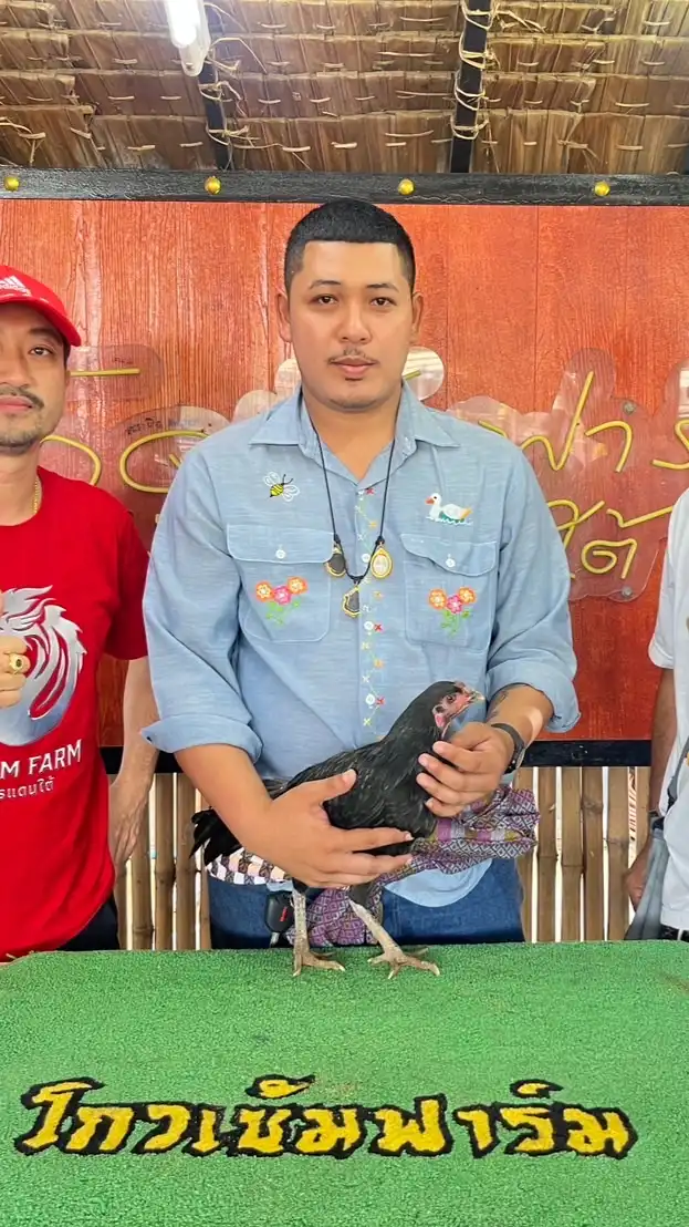 ไก่ชน จ่าหมู วัวไทยวินเทจฟาร์ม(สายเลือดโก้วเซ้มฟาร์ม)