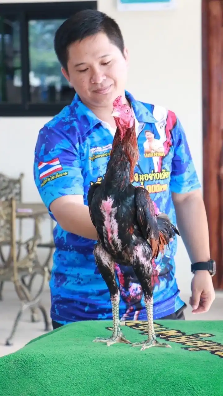 กตัญญูฟาร์ม ไก่ชนพัทยา2