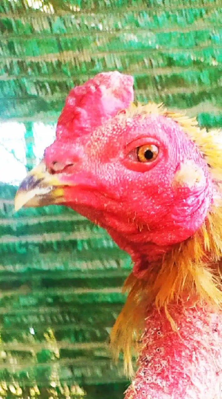 จ๊อบ โคราช (ไก่ชนเหล่ามังกรแดนใต้)
