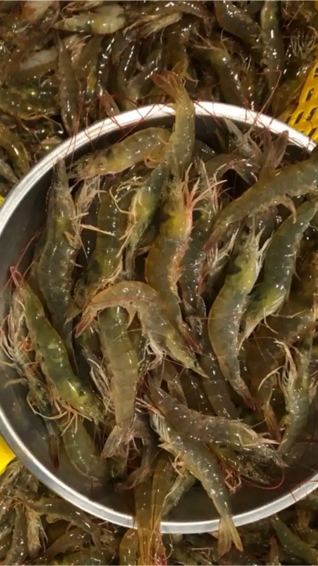 ช่วยเหลือเกษตรกรเลี้ยงกุ้ง
